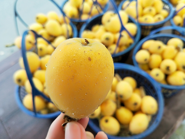 象山鹤浦红沙枇杷品种-大红袍全省枇杷"擂台赛"夺头魁