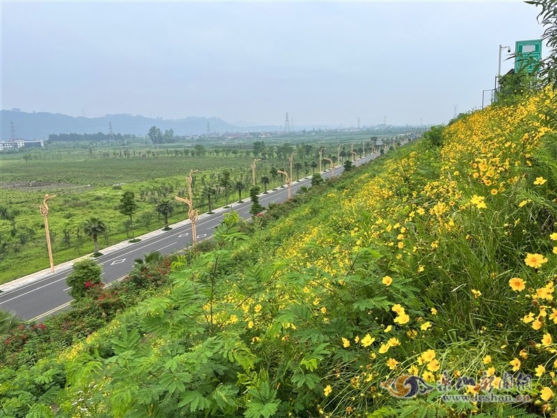 美初夏的乐沙城际生态大道景美如画