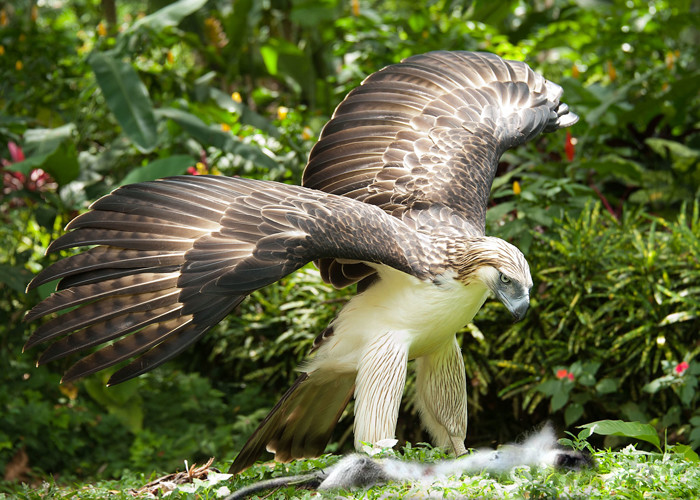 菲律宾特有猛禽被称为空中雄狮翼展3米最喜欢捕杀猴子