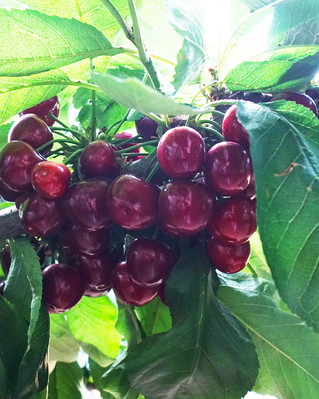 走,去村里采"大樱桃"