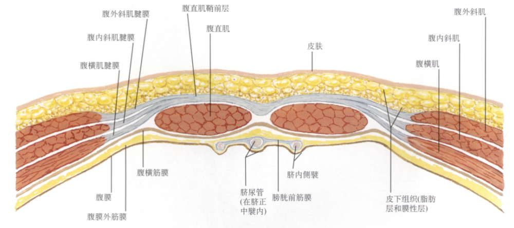 奈特解剖图谱腹直肌鞘的解剖