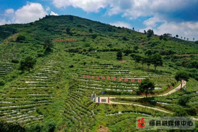 藤县岭景镇鹿伏山茶场航拍