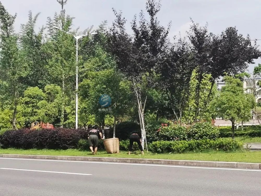 愤怒富顺二环路的果子竟遭暴力采摘装不下还兜着走