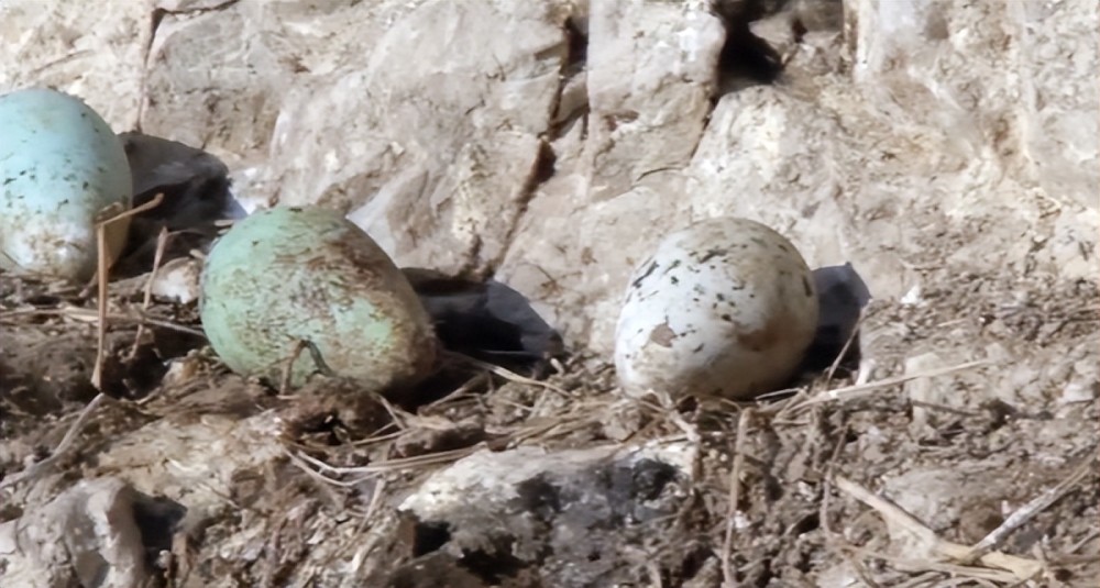 因纽特人爬上500米悬崖捡鸟蛋又在零下40度的海里捕海象