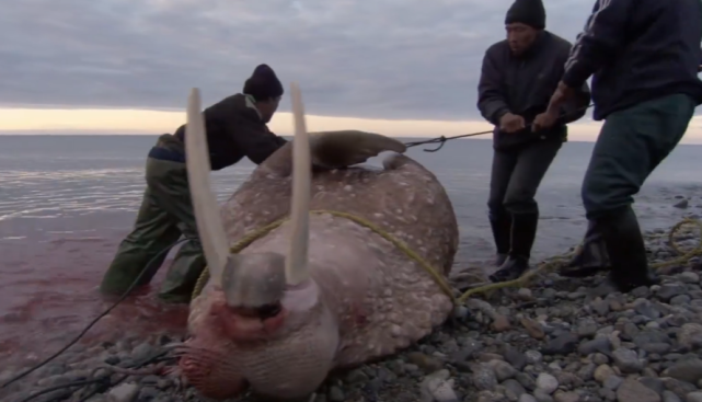 因纽特人爬上500米悬崖捡鸟蛋,又在零下40度的海里捕海象