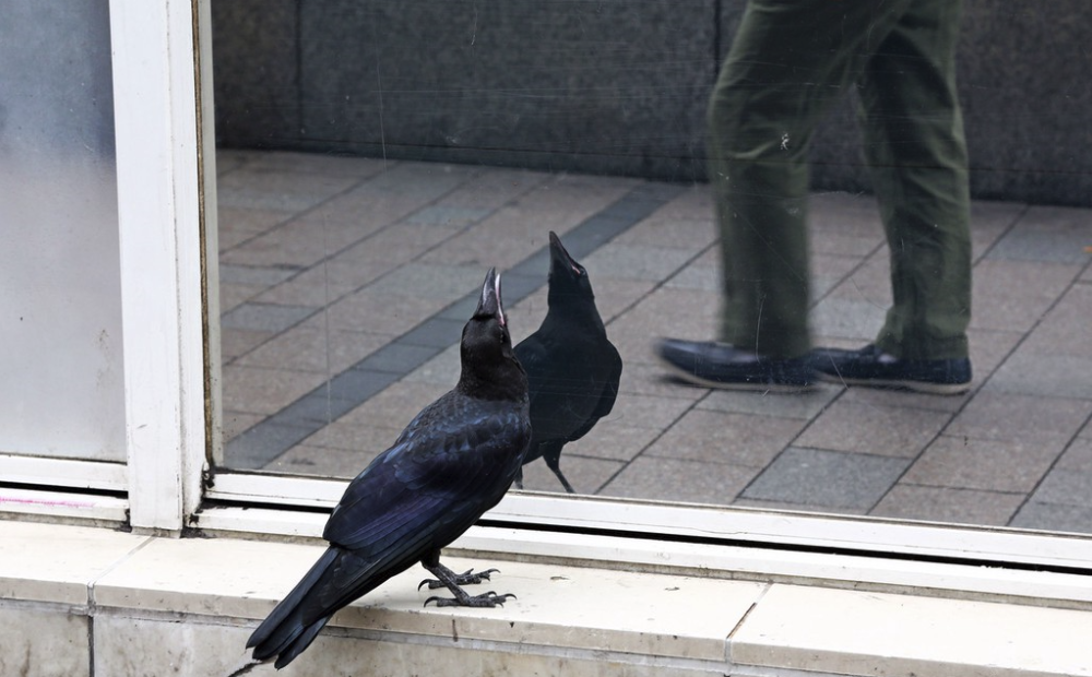 日本鸟取大学图片