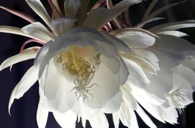 昙花一现是怎么回事儿 腾讯新闻