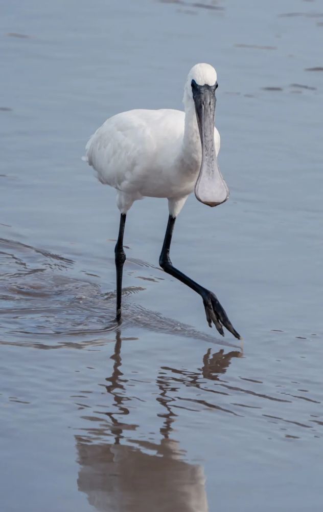 欢迎光临黑脸琵鹭