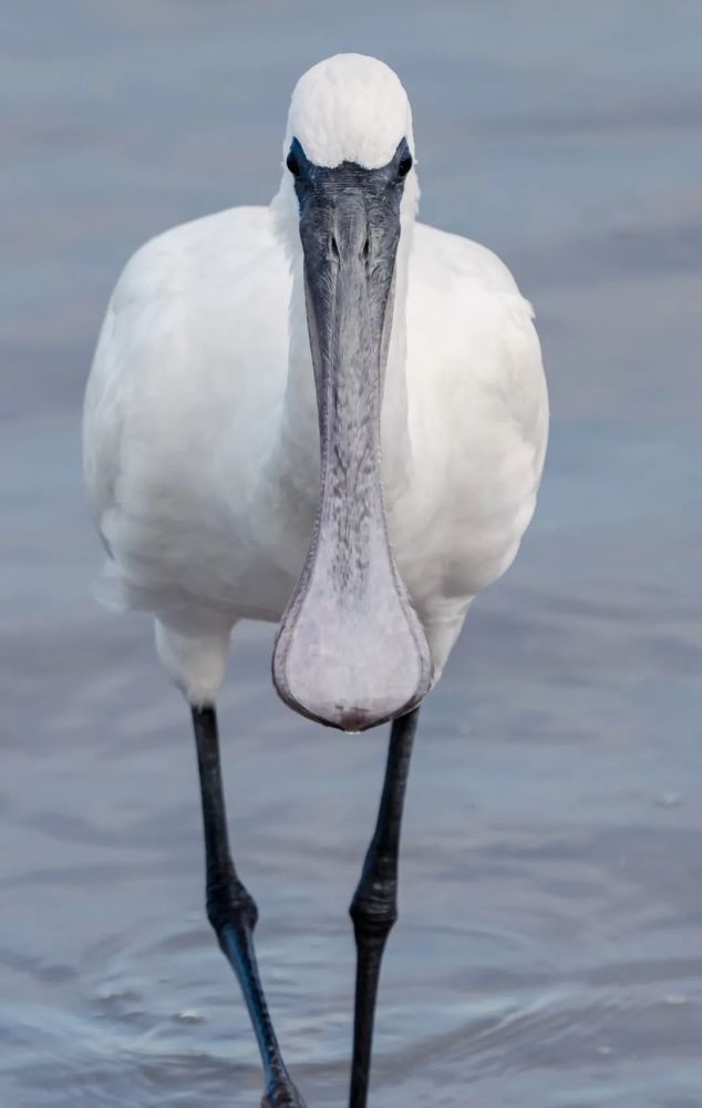 欢迎光临黑脸琵鹭