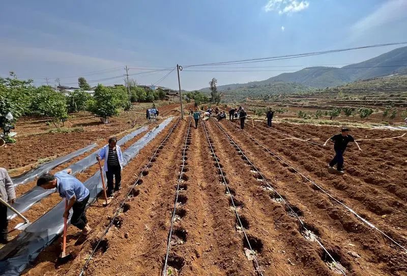 全州613万亩烤烟移栽任务完成