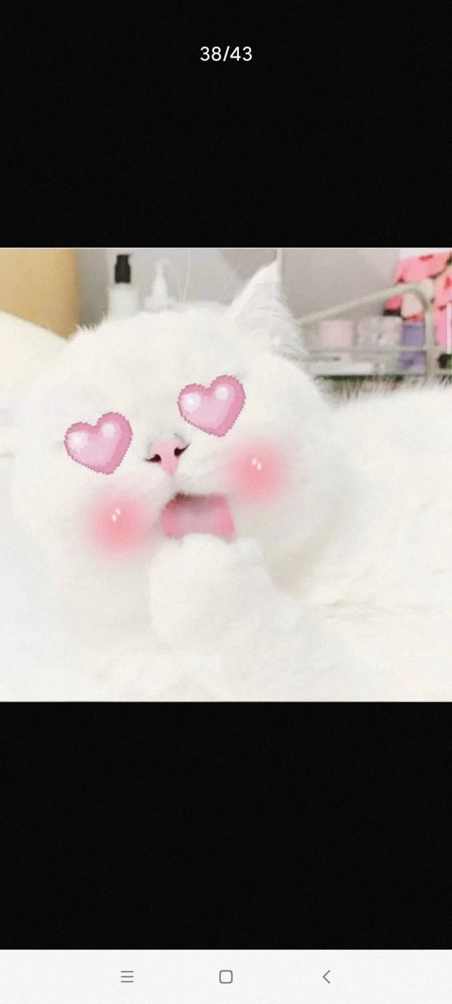 猫咪爱心眼表情包