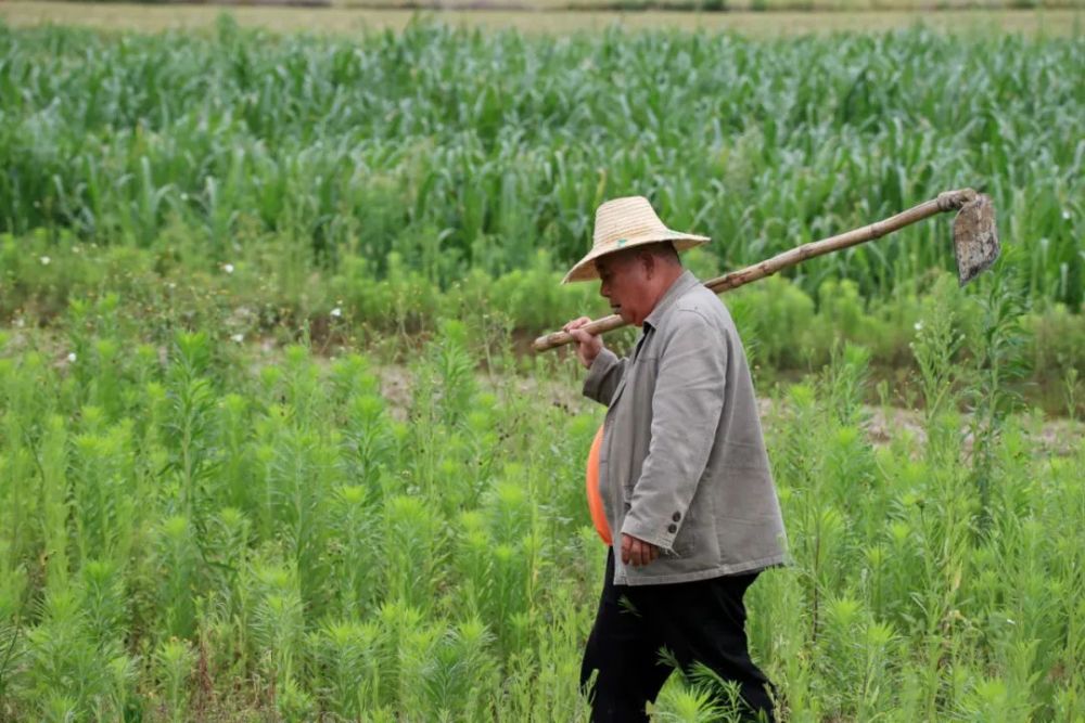 5月21日,在广西柳州市融安县长安镇大巷村,一名农民扛着农具去田间
