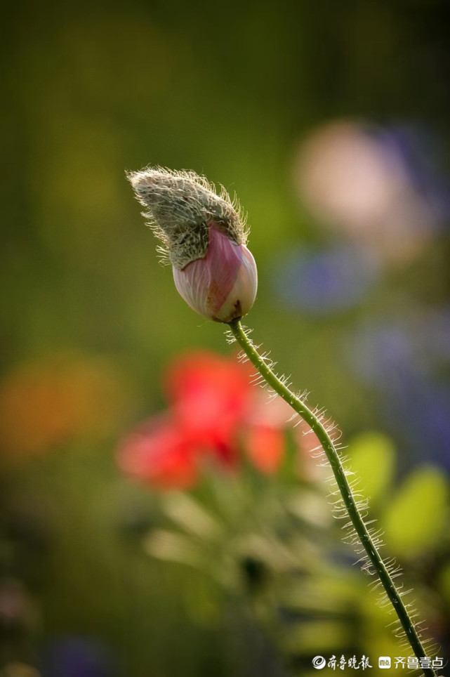 含苞待放的虞美人