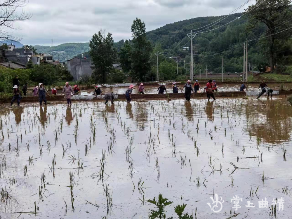 宣威市龙潭镇千余亩旱地变良田