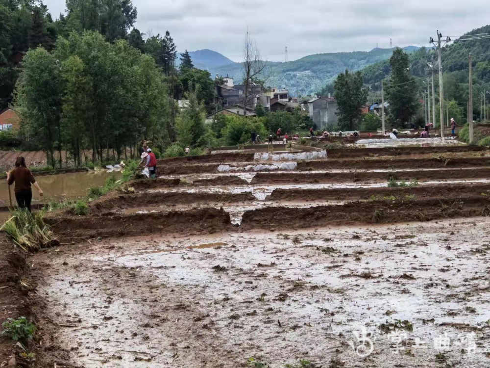 宣威市龍潭鎮千餘畝旱地變良田