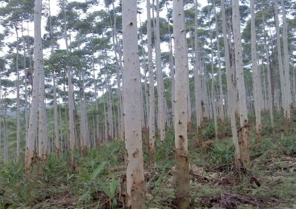 種植桉樹真的危害很大嗎?為什麼有人叫桉樹為