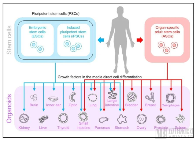 多能幹細胞(pscs)(即胚胎幹細胞,或escs),或誘導的pscs(ipscs)中衍生