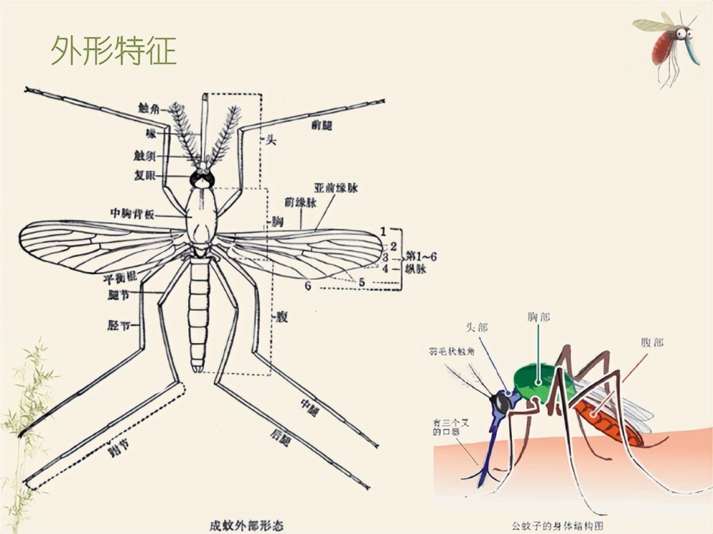 蚊子最怕的竟不是蚊香教你1个土方法蚊子5分钟马上跑光光