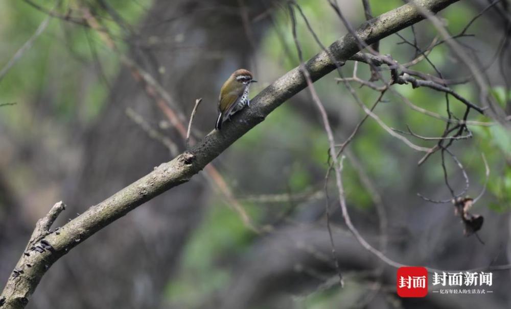 斑姬啄木鸟北红尾鸲凤头蜂鹰白头鹎灰胸竹鸡巨窗萤红嘴蓝鹊枯叶蛱蝶