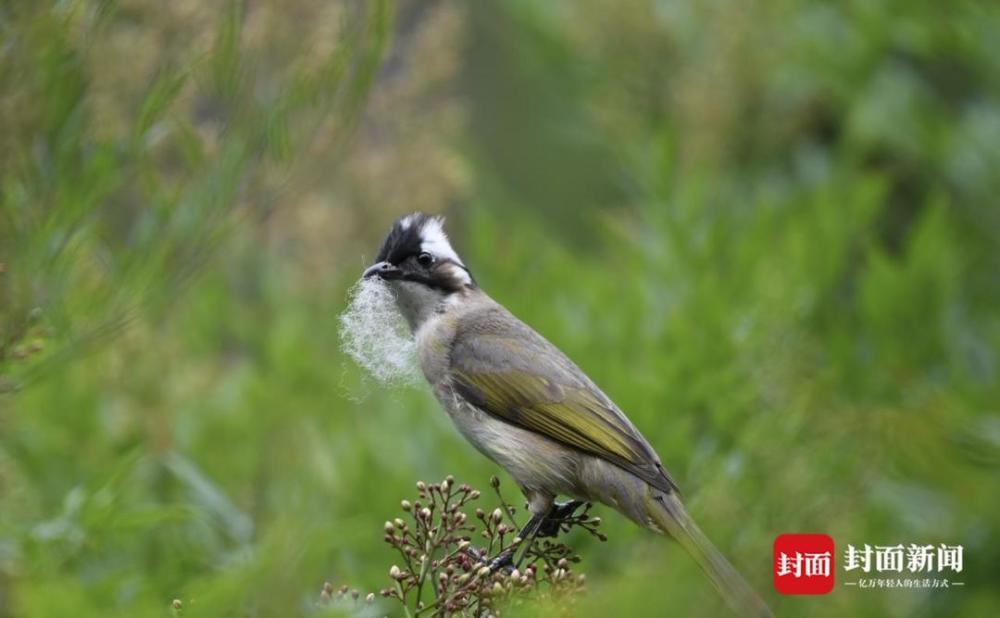 白头鹎灰胸竹鸡巨窗萤红嘴蓝鹊枯叶蛱蝶翠鸟赤腹松鼠彩鹬黑水鸡叉尾