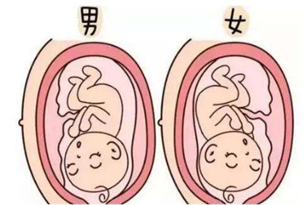 胎盘前壁,是大多数孕妇会出现的情况,指的是胎盘附着在子宫的前壁位置