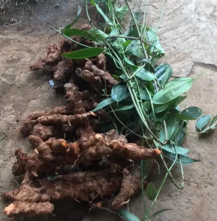 它才是土茯苓,广东人的煲汤靓货,却常和金刚藤搞混,请注意识别_腾讯