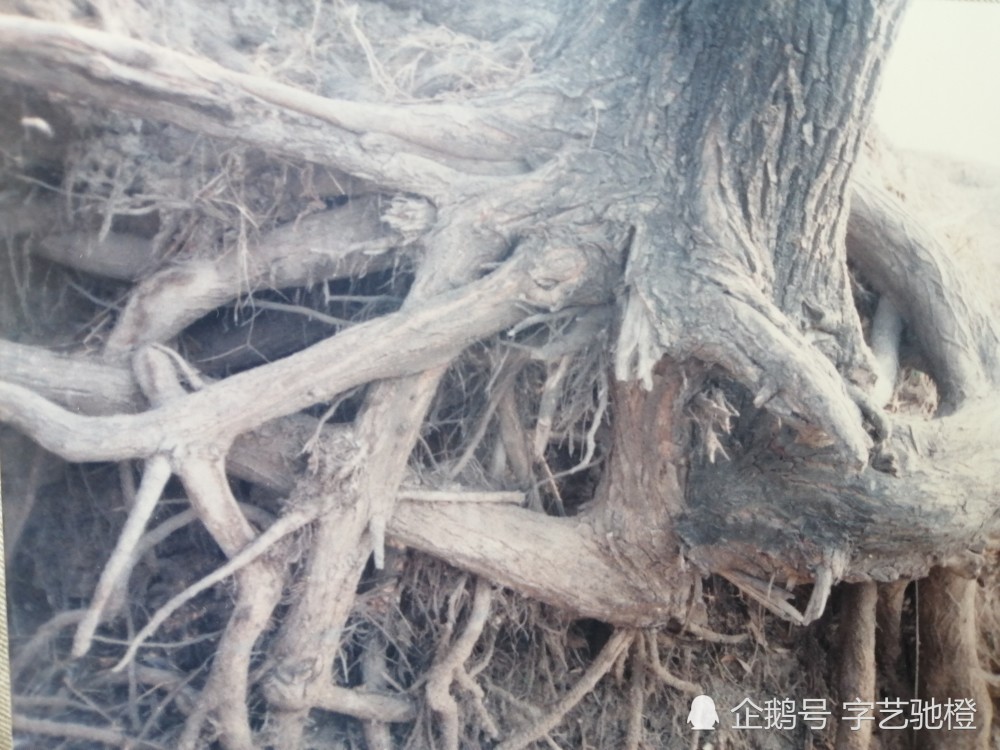 神奇的柳树遒劲的根