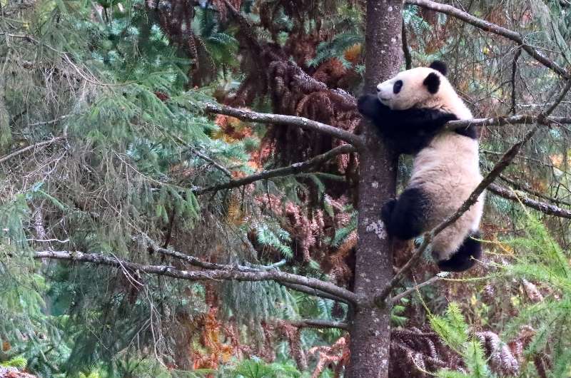 今天是國際生物多樣性日！一起看看這些美麗生靈朱元璋會抽誰