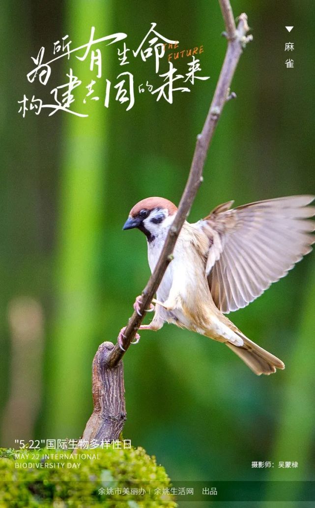 林子大了什么鸟都有!余姚的这些鸟你见过吗?