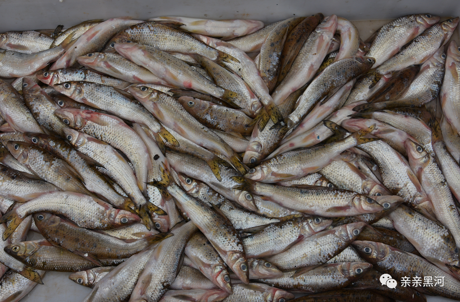 在黑河,逊克,重(发音chóng)重鱼也很珍贵,也叫"重唇",学名"唇47"