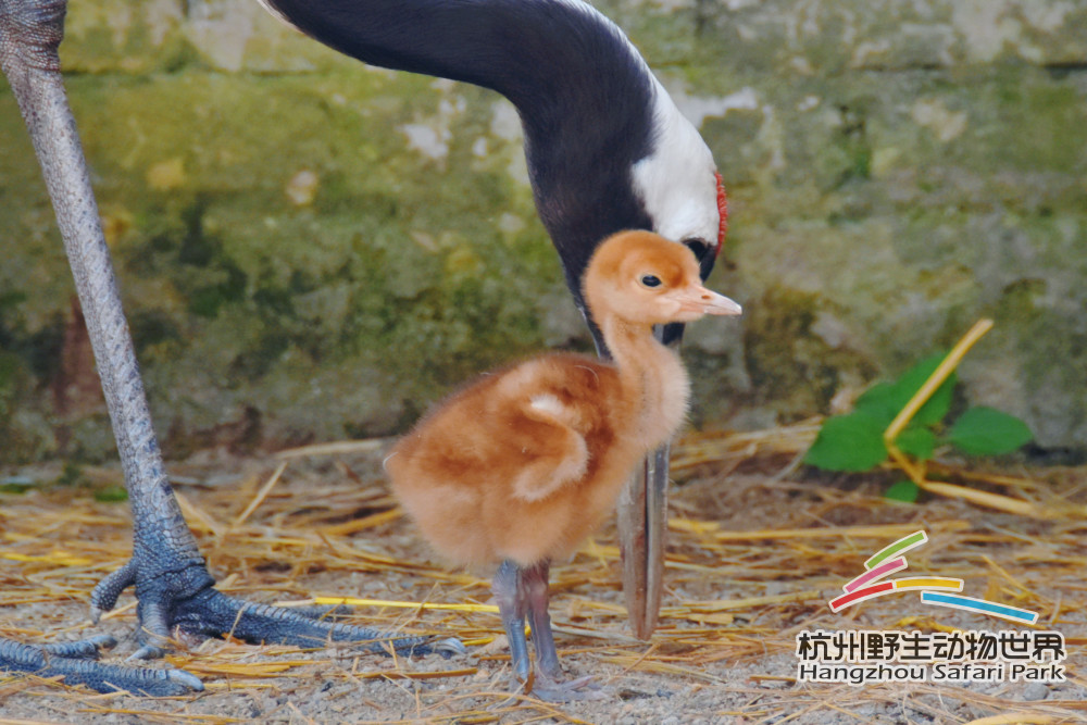 杭州野生动物世界今年首批小仙鹤来了