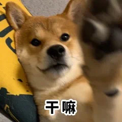 一整套柴犬表情包 立馬安排上