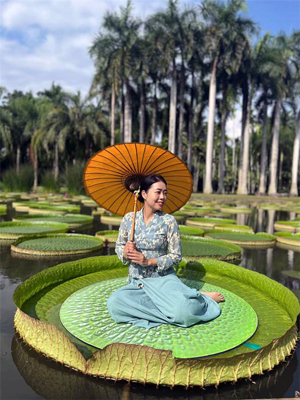 一叶当舟凌波驭浪西双版纳王莲进入观赏期