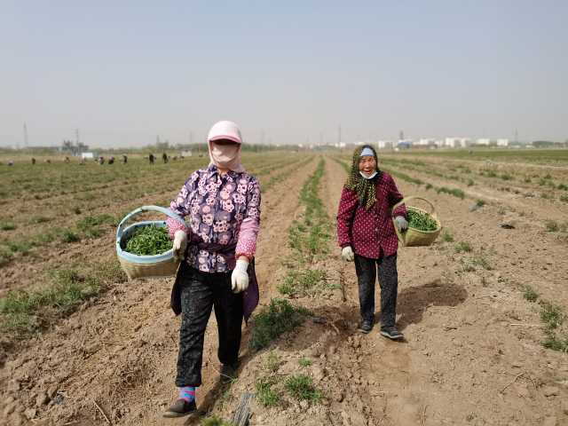 洪广镇广荣村枸杞芽菜带来增收新路径