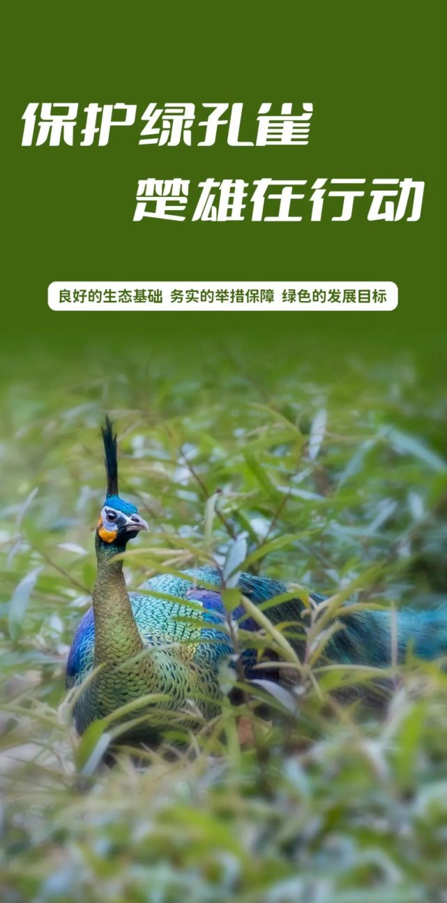 遇见楚雄绿孔雀之乡丨300只全国总数的50保护绿孔雀楚雄方法值得借鉴