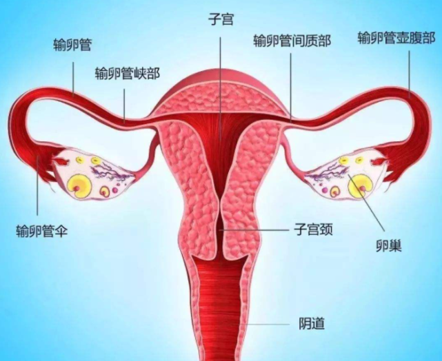 人体子宫位置示意图图片