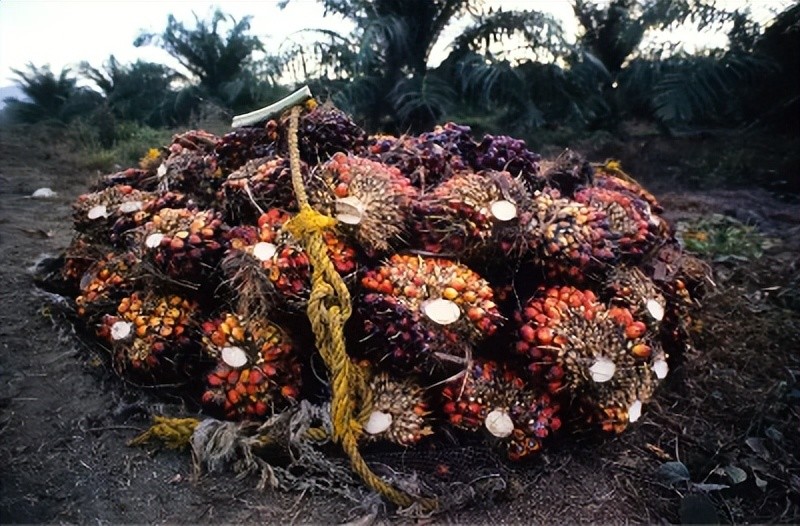 印度尼西亚禁止出口棕榈油对我国影响几何