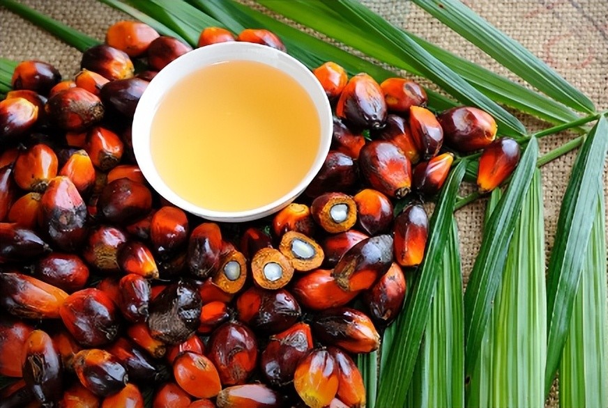 印度尼西亚禁止出口棕榈油对我国影响几何