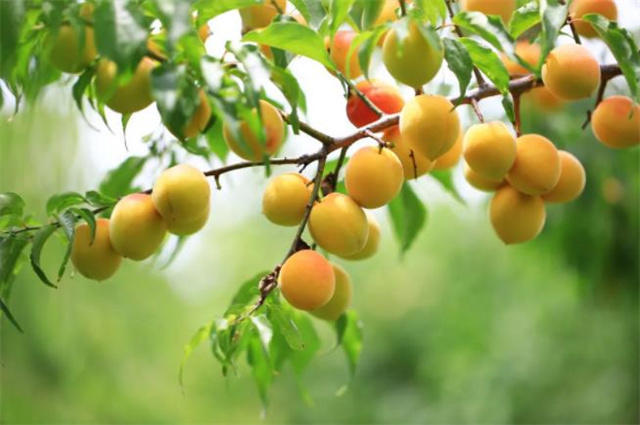 旖旎初夏江南四月美诗七首四月江南烟雨阔人家都在绿荫中
