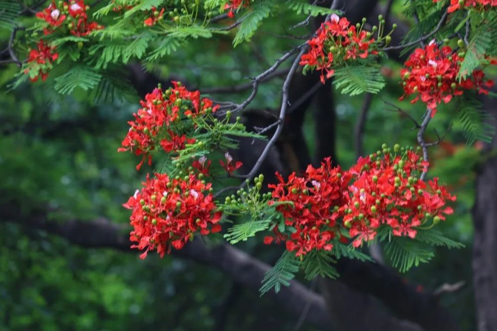 鳳凰木花開又見增城紅