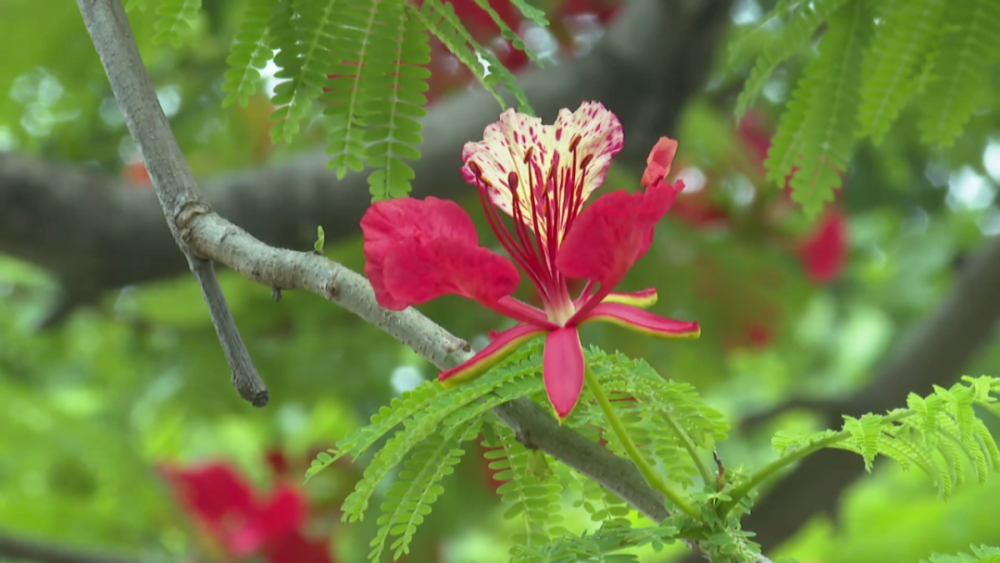 凤凰木花开又见增城红