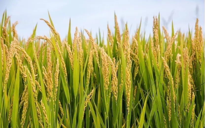 风吹起稻浪稻芒划过手掌稻草在场上堆成垛谷子迎着阳光哔啵作响水田泛