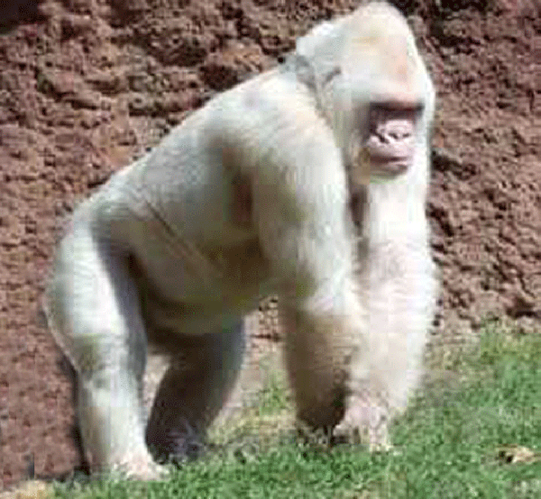 志怪故事:白猿转_腾讯新闻