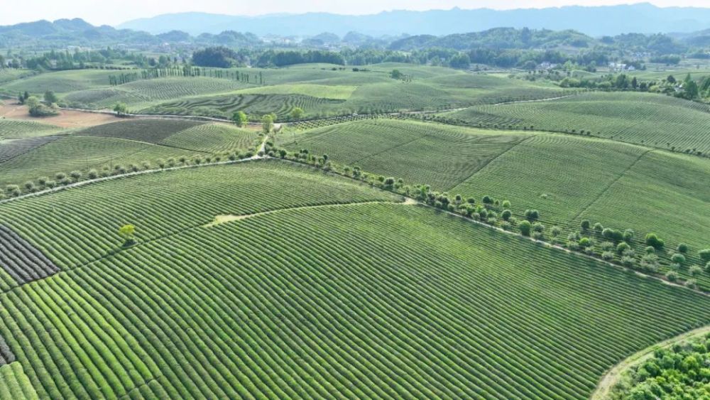 遵义市湄潭县"中国茶海"景区茶园风光(无人机照片).