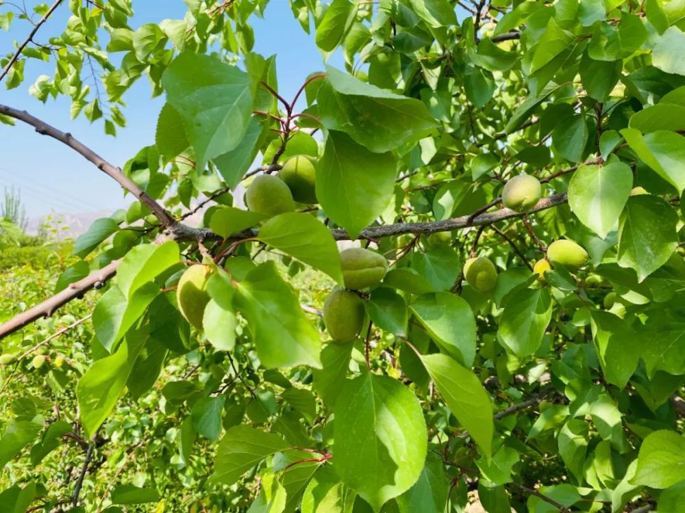 今年,杏花村的杏子可谓"多如牛毛",每棵杏树上叶子又多又密,一片紧