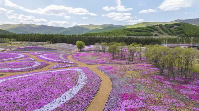 黑龙江宝清县:"云"上观花海 一揽芝樱芳华