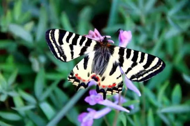 张松奎南京中华虎凤蝶自然博物馆馆长"相比往年,今年新增了几个点,共