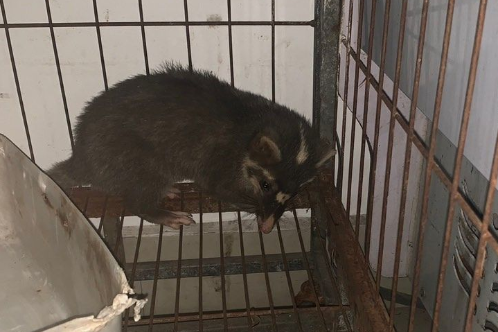 "猪獾"的"小可爱"躲在狭小的楼道里民警小心翼翼地将它放在纸盒中带