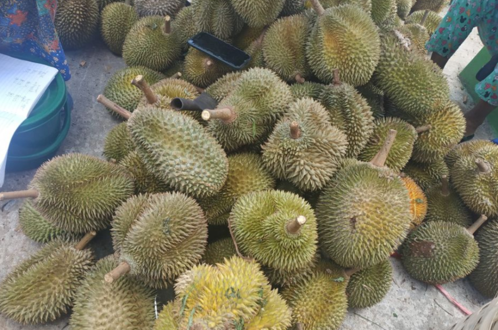泰国对缅甸产榴莲种子需求量大缅甸丹老群岛的榴莲种子价格上涨