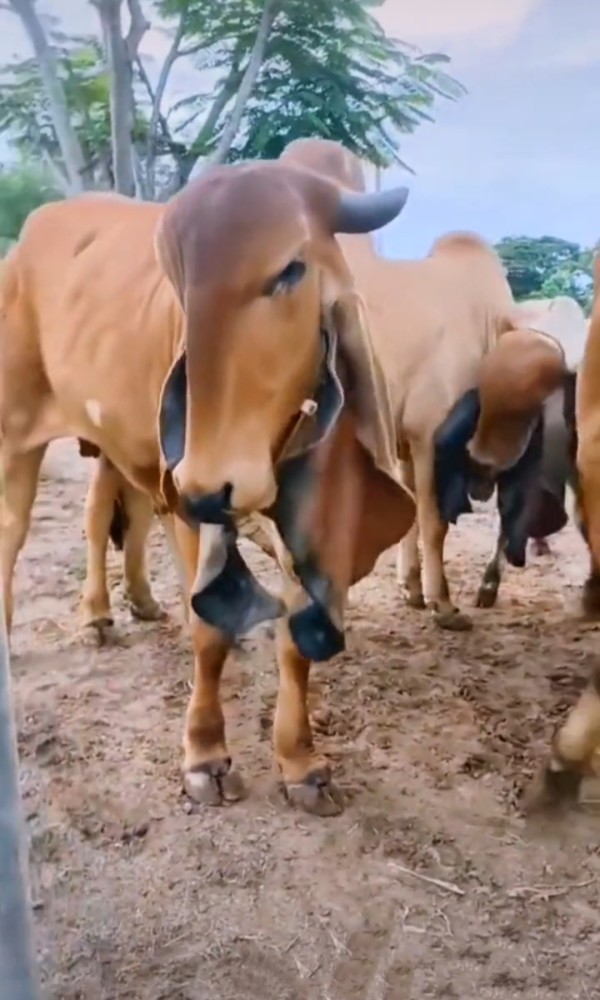 下图中不知为何物牛不像牛马不像马骡子不像骡子骆驼不像骆驼